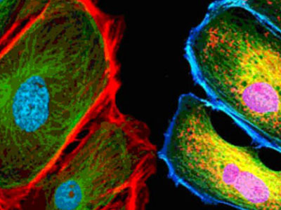 無自發(fā)熒光，成像效果佳，可用于熒光顯微實(shí)驗(yàn)、激光共聚焦顯微實(shí)驗(yàn)、熒光原位雜交（FISH）和相差顯微實(shí)驗(yàn)等